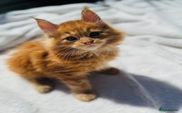 Maine Coon cats for sale: Pure breed main coon boys looking for loving home - Image 4