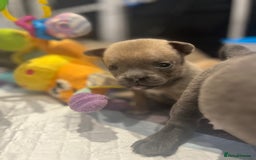 Mixed Breed dogs for sale: STUNNING UNIQUE PUPS 💙💗 - Image 19