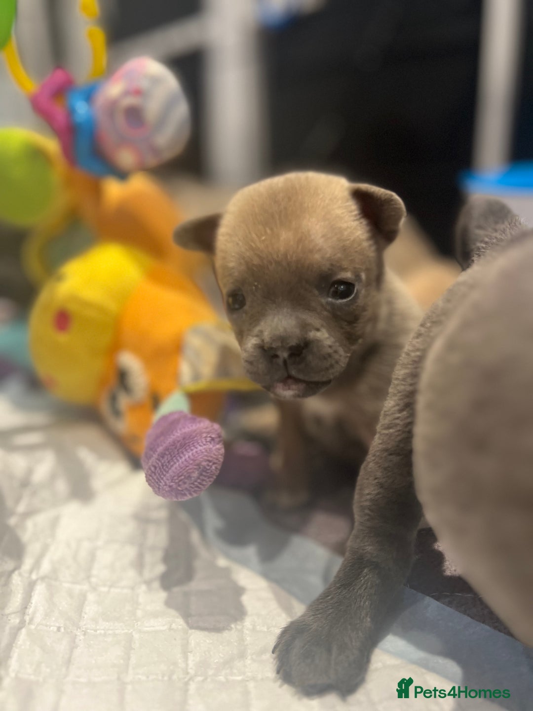 Mixed Breed dogs for sale: STUNNING UNIQUE PUPS 💙💗 - Image 19