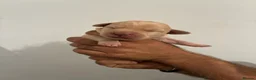 Labrador Retriever dogs for sale: Labrador retriever puppies  - Advert 9