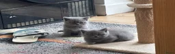 British Shorthair cats for sale: 3 stunning BSH Kittens  - Advert 8