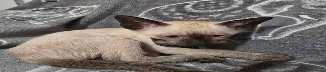 Siamese Kitten 4 black