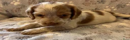 Cocker Spaniel dogs for sale: Stunning KC Registered Cocker Spaniel Puppies - Advert 14