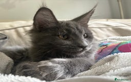 Maine Coon cats for sale: Maine Coon Kitten (Last of Litter Available Now) - Image 1
