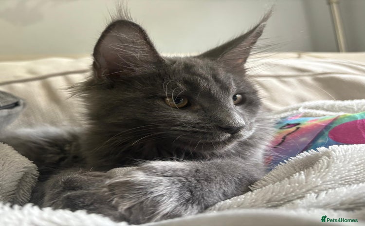 Maine Coon cats - Advert 6