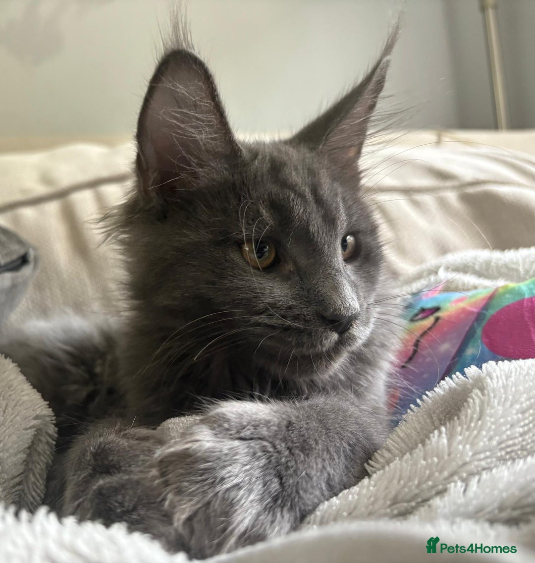 Maine Coon cats for sale: Maine Coon Kitten (Last of Litter Available Now) - Image 1
