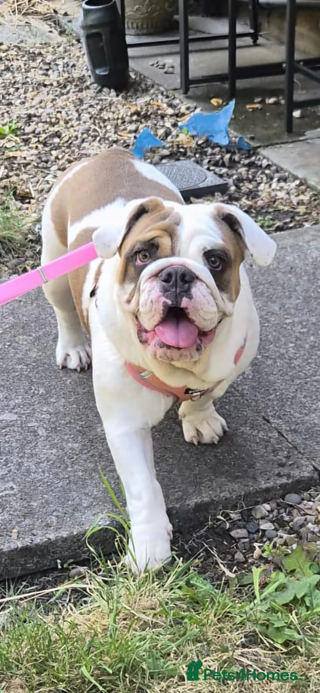 English Bulldog dogs for sale: 7 month old female english bulldog  - Advert 9