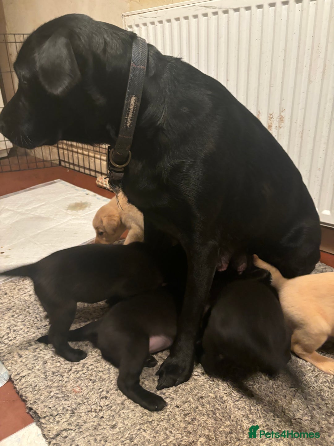 Labrador Retriever dogs for sale: Ready to leave now!! 2 Beautiful golden girls left - Advert 5