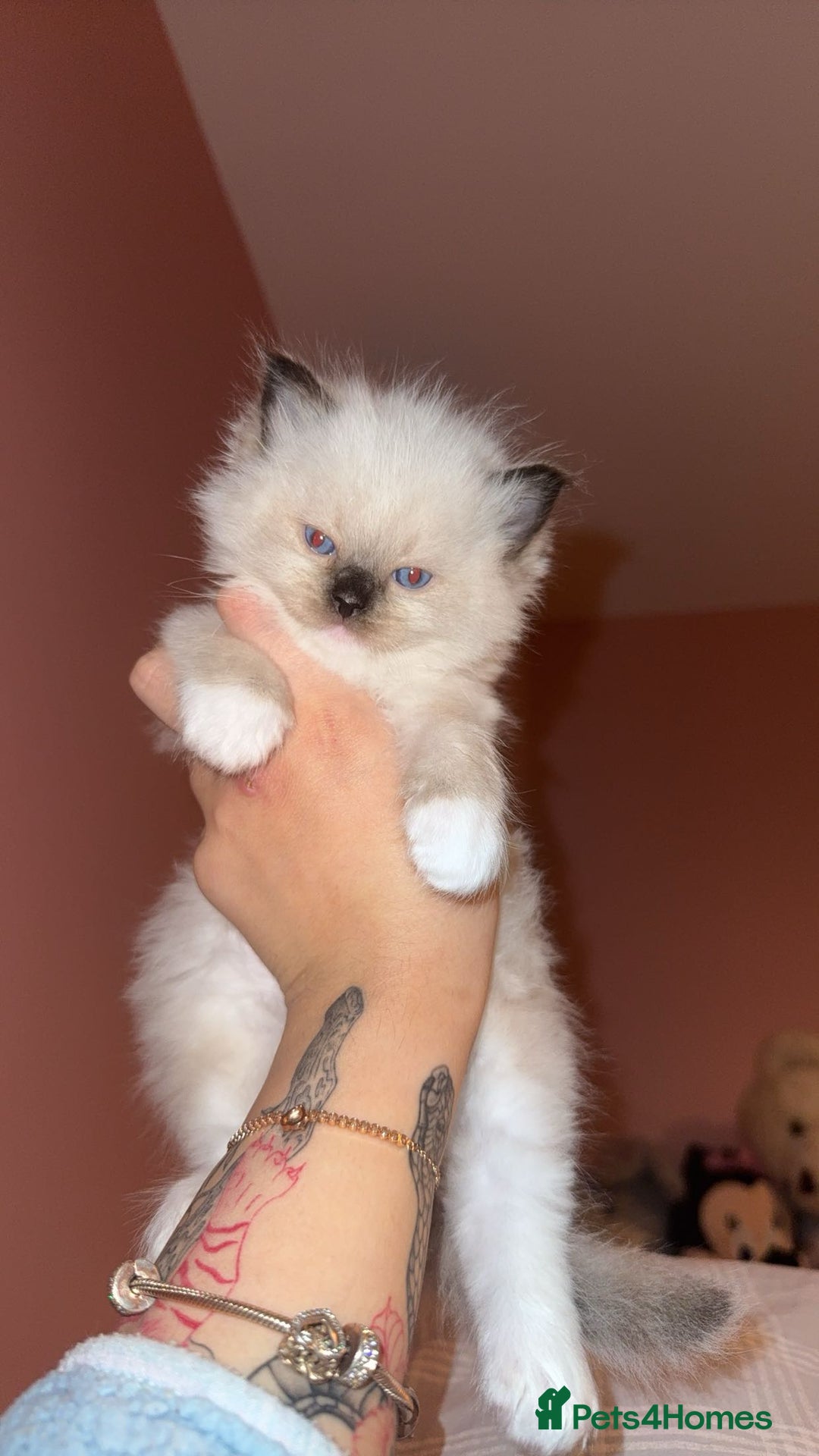 Ragdoll cats for sale: READY NOW 2 fluffy boys - Advert 8