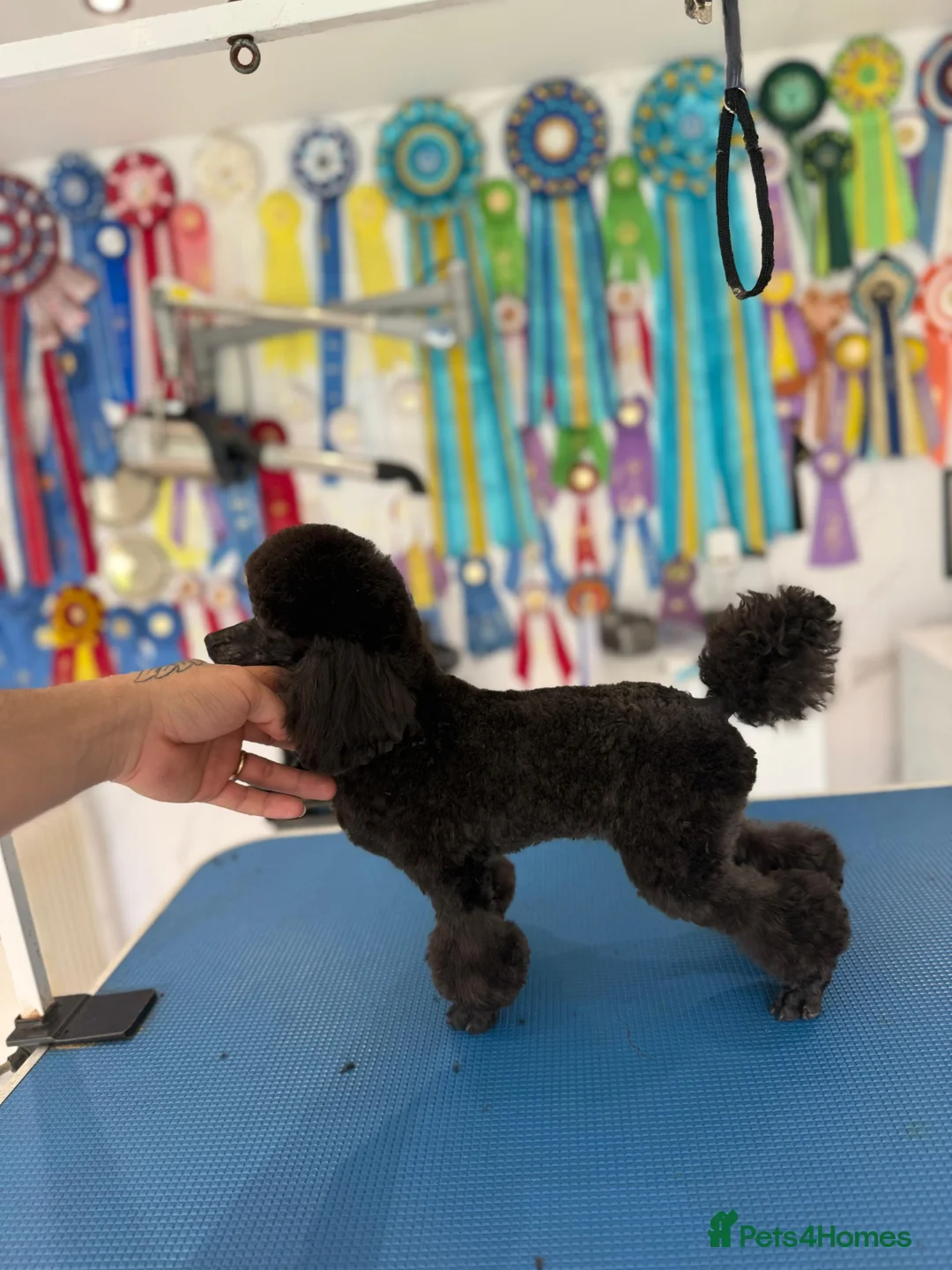 Toy Poodle dogs for sale: 2 Stunning toy poodle females  - Advert 3