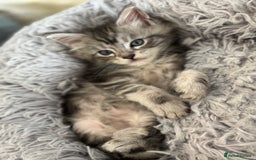 Maine Coon cats for sale: TICA & Council licensed white/black Maine Coons - Image 14