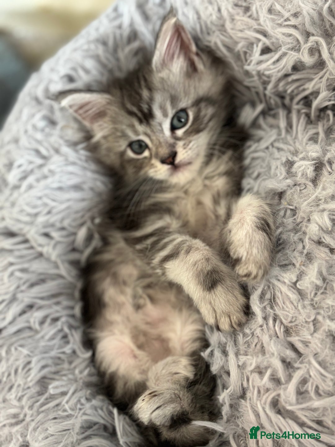 Maine Coon cats for sale: TICA & Council licensed white/black Maine Coons - Image 14