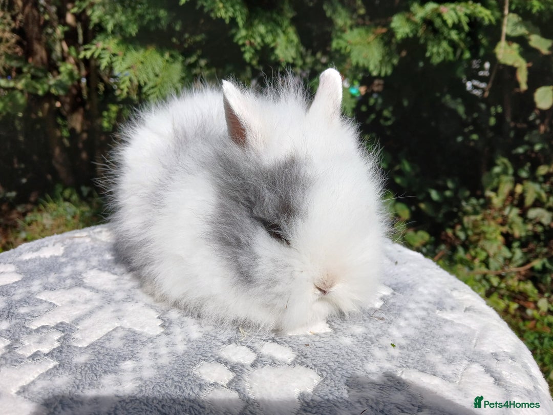 Lionhead rabbits for sale: Stunning DM Lionhead baby rabbits  - Image 4