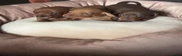 Miniature Dachshund dogs for sale: KC Registered Red Miniature Smooth dachshund pups - Advert 12