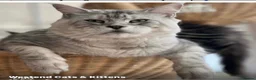 Maine Coon cats for sale: GCCF Maine coon kittens in Selby - Advert 9