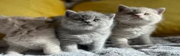 British Shorthair cats for sale: GCCF registered Kittens  - Advert 18