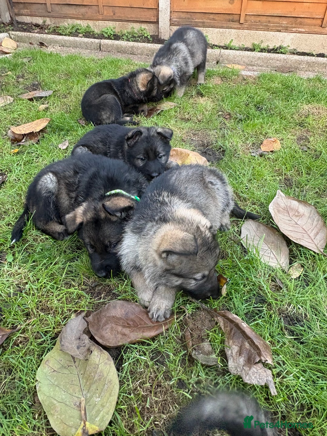 German Shepherd dogs for sale: 10 amazing german shepherd puppies - Advert 11