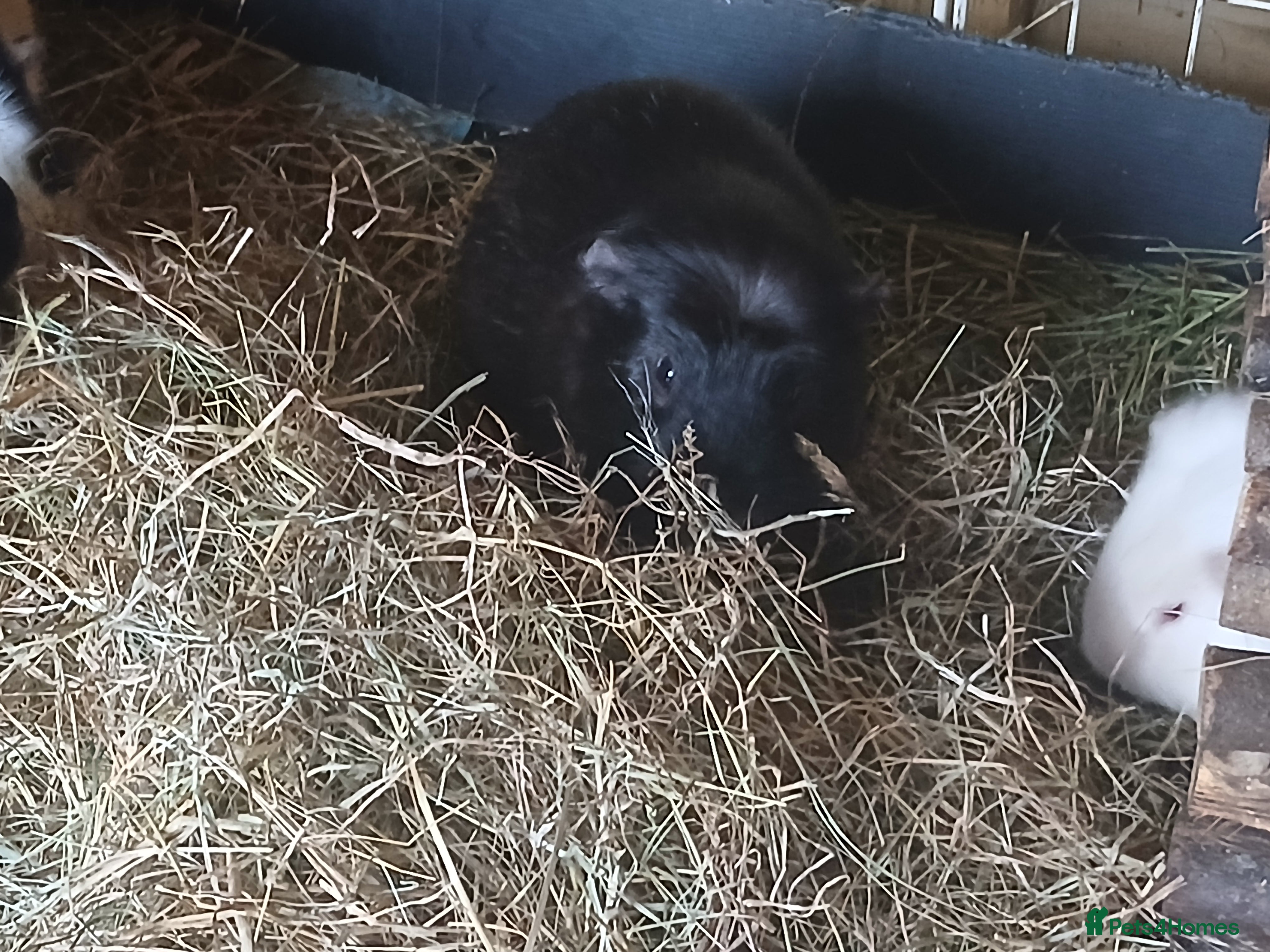 Guinea Pig rodents Boar Guinea Pigs for sale. - Advert 7