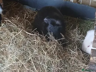 Guinea Pig rodents Boar Guinea Pigs for sale. - Advert 1