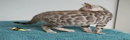 Bengal cats for sale: Superb Bengal Girl Kitten - Advert 8