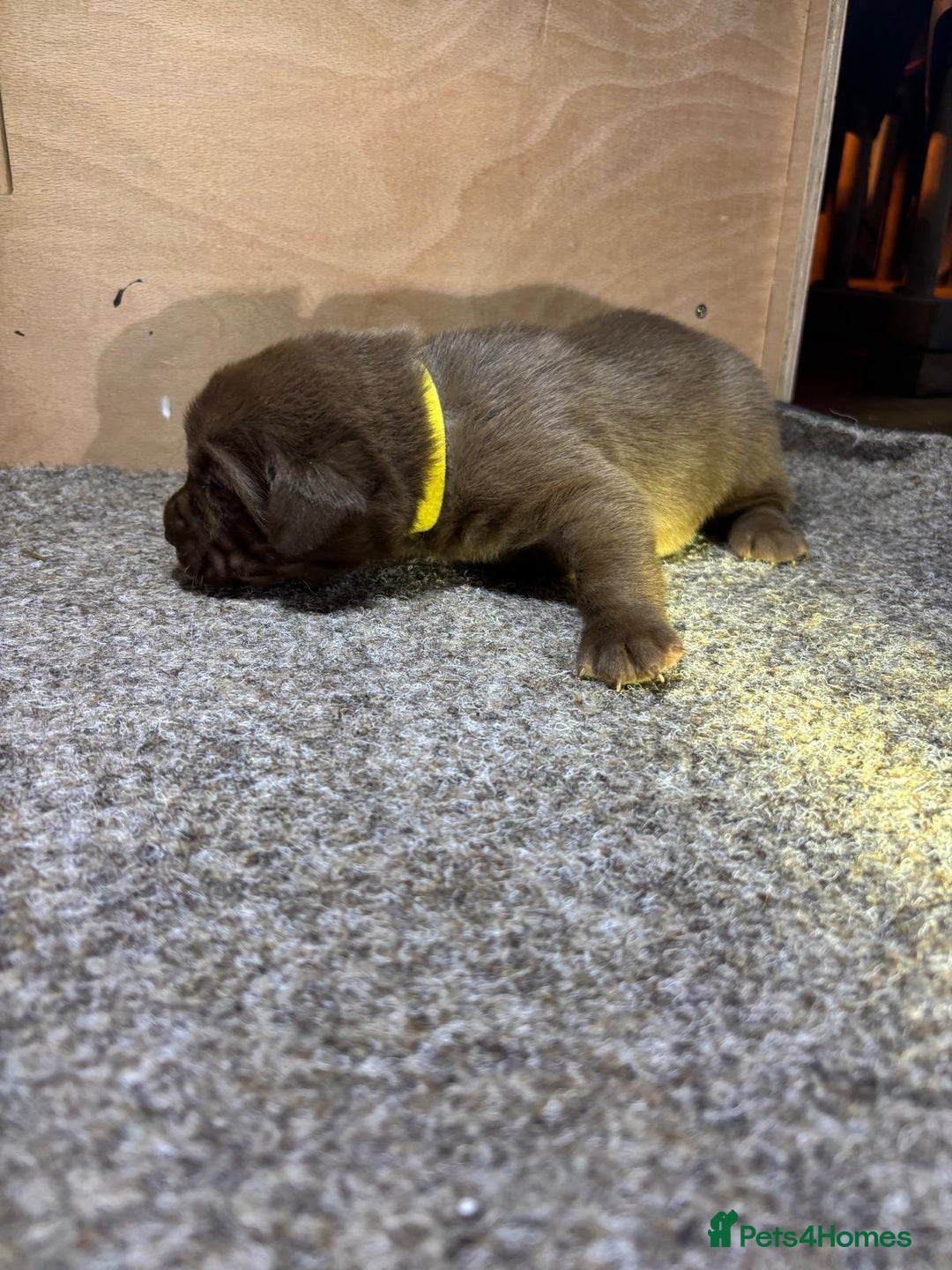 Labrador Retriever dogs for sale: Labrador Puppies – Black & Chocolate  - Advert 13