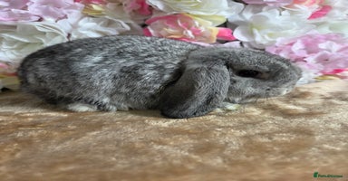Mini Lop rabbits - Advert 3