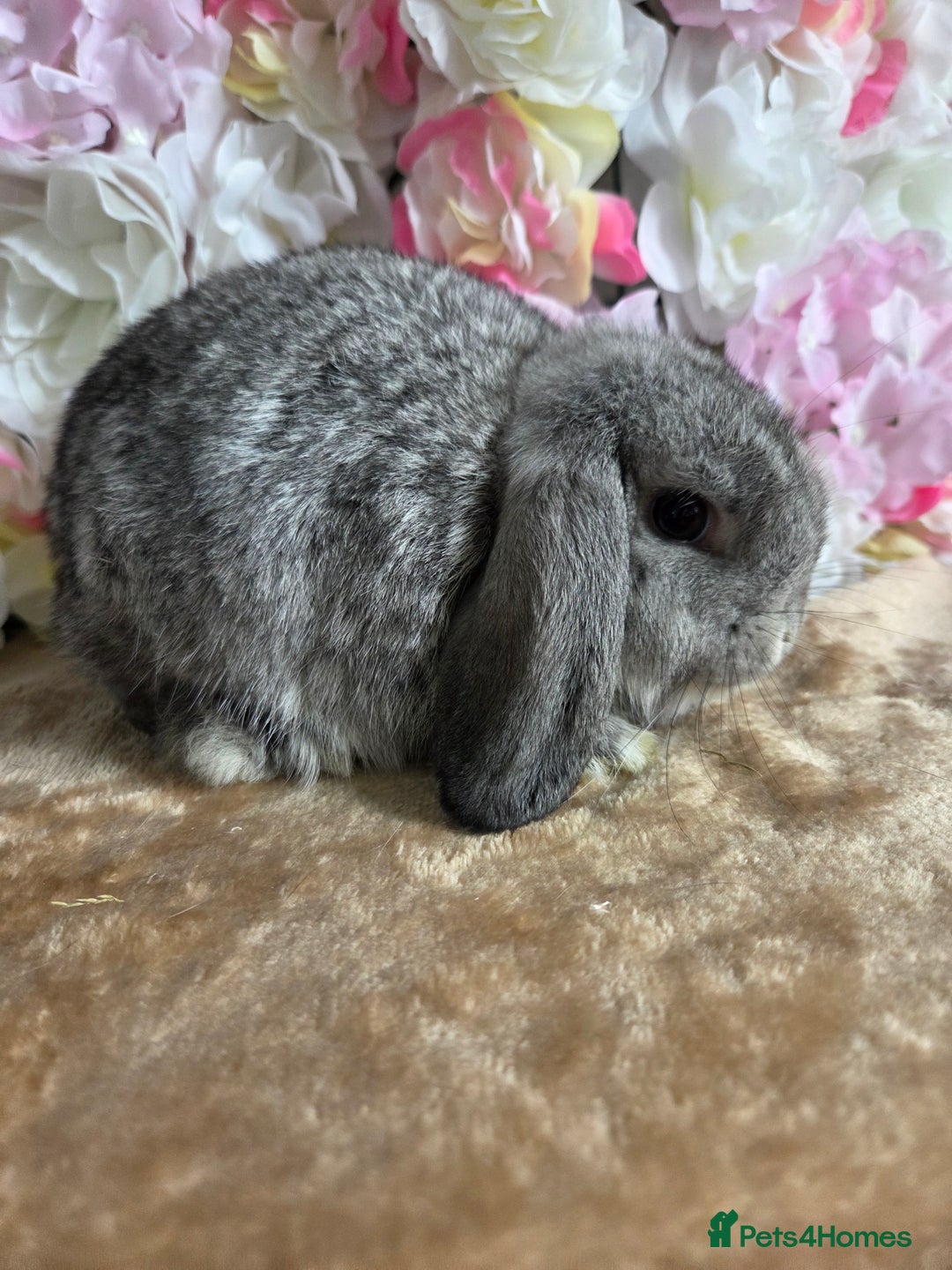 Mini Lop rabbits for sale: 🩷Pure bred mini lop baby girl available🩷  - Image 2