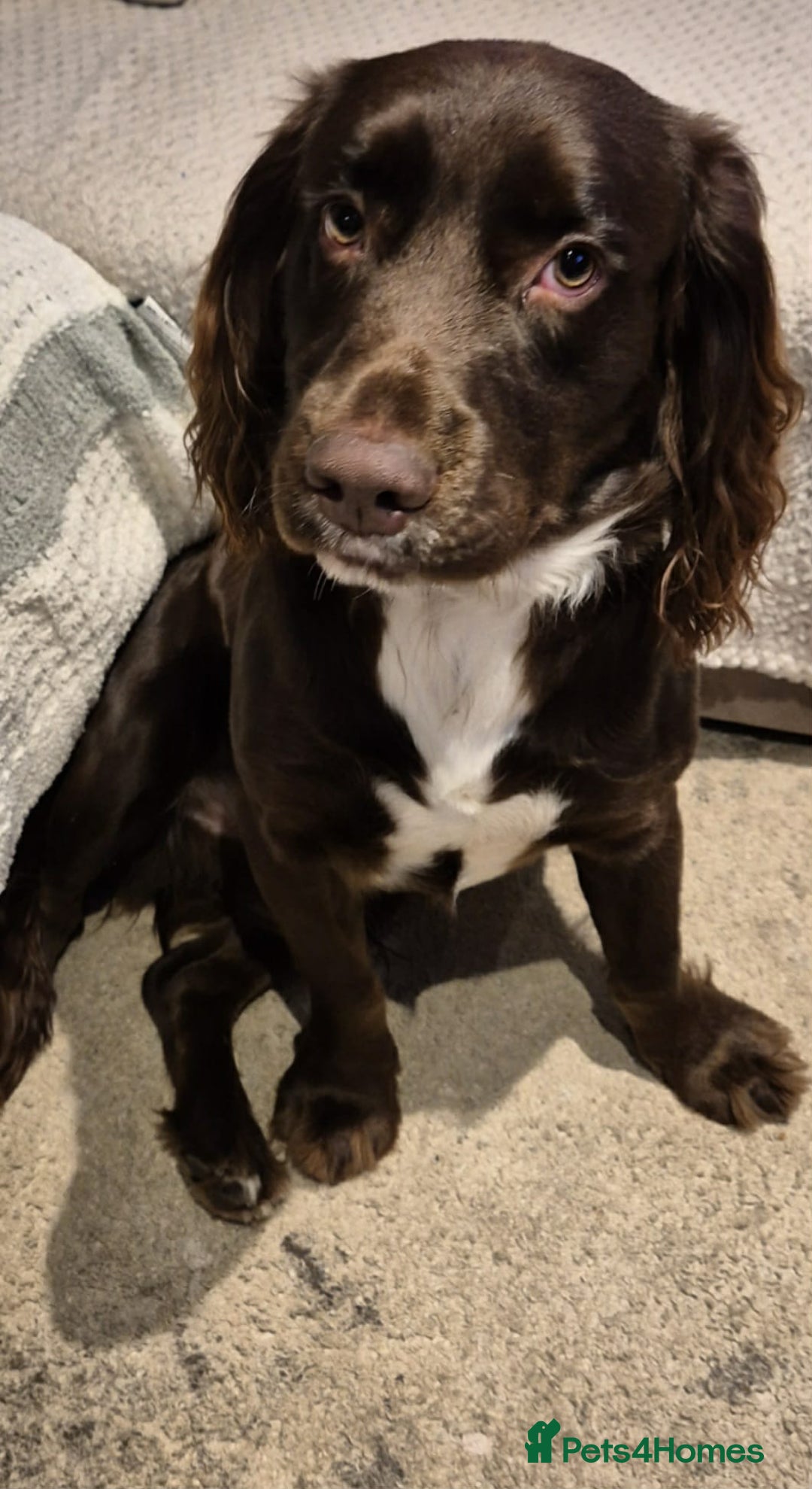 Cocker Spaniel dogs for sale: Lovely boy ready for sale - Advert 3