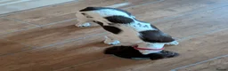 English Springer Spaniel dogs for sale: Health Tested English Springer Spaniel Puppy - Advert 2