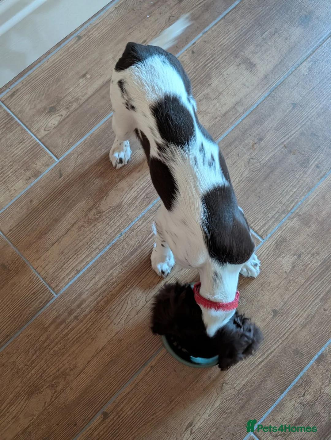 English Springer Spaniel dogs for sale: Health Tested English Springer Spaniel Puppy - Advert 2