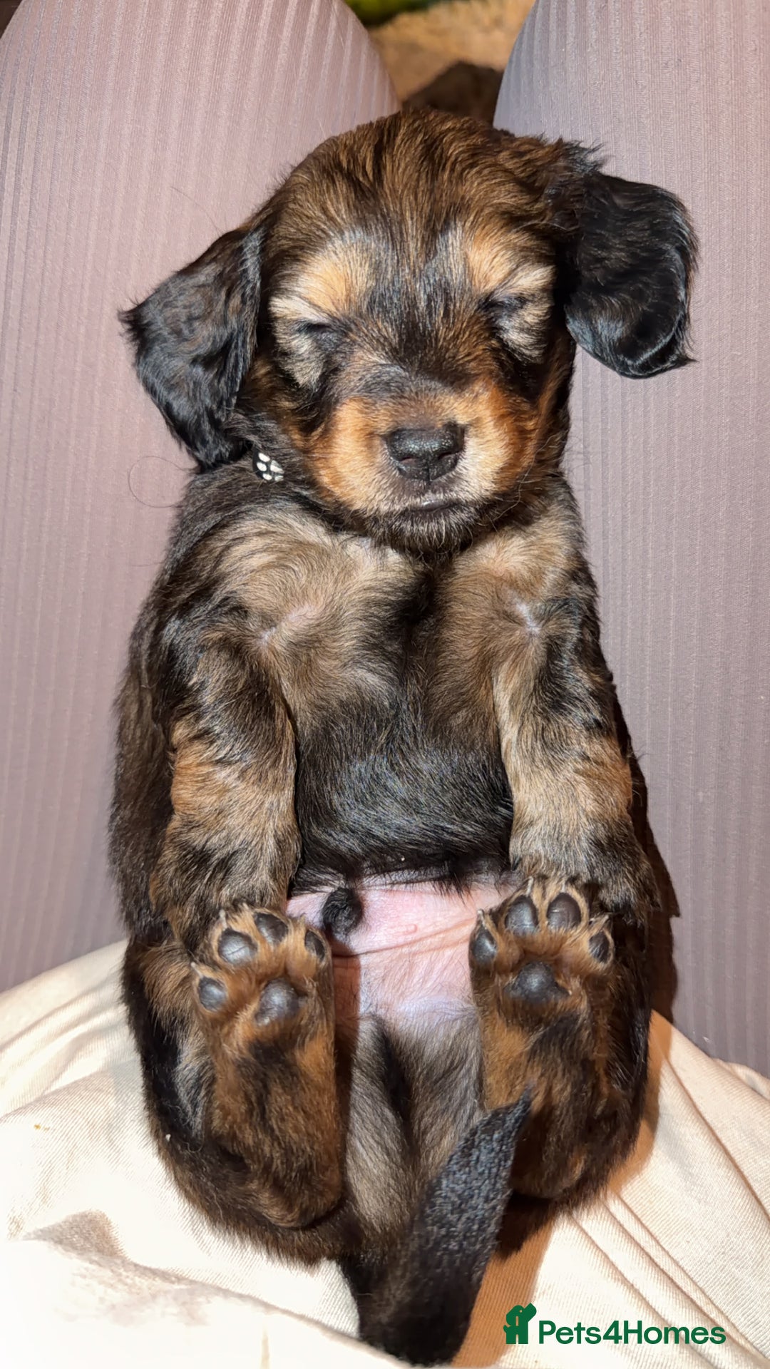 Dachshund dogs for sale: Standard long haired dachshunds  - Advert 4