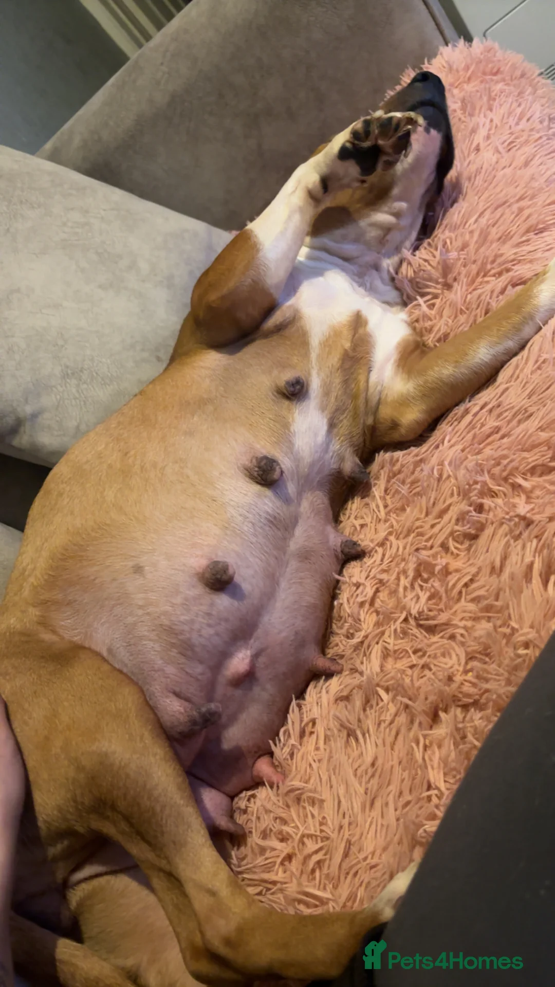 American Bull Staffy dogs for sale: American staffy puppies  - Advert 2