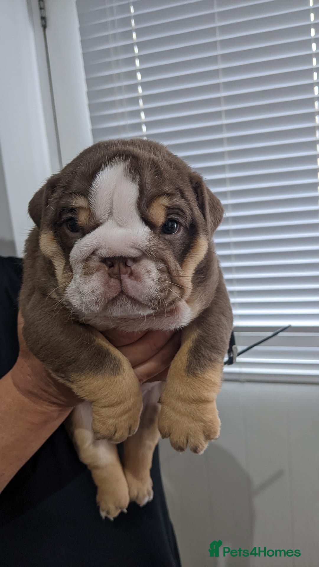 English Bulldog dogs for sale: English bull dogs  - Image 12