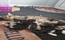 Mixed Breed cats for sale: 🐾 Three Charming Gentlemen Looking for Homes! 🐾 - Image 14