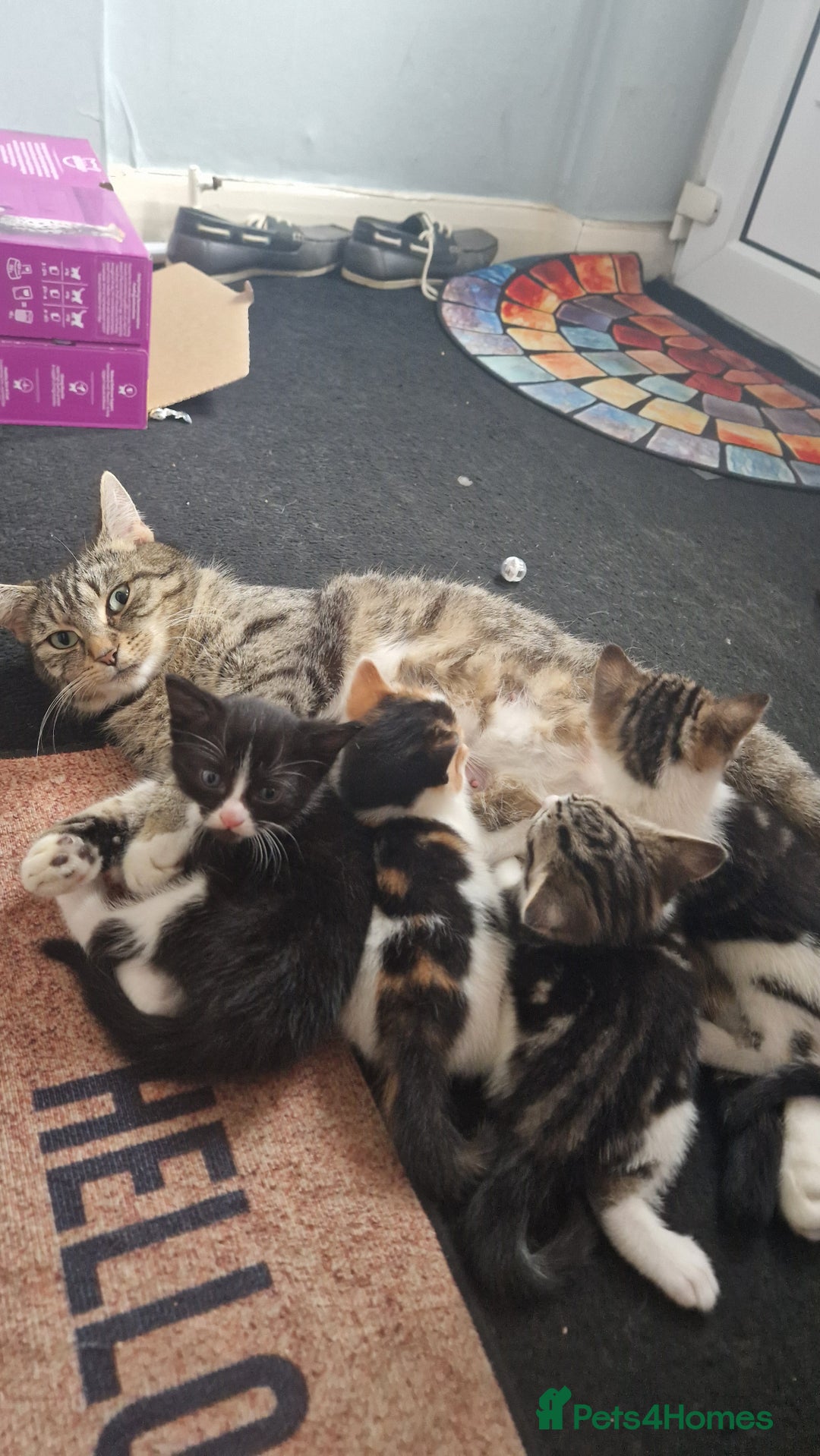 Mixed Breed cats for sale: 🐾 Three Charming Gentlemen Looking for Homes! 🐾 - Image 14