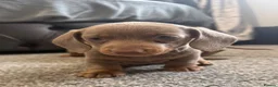 Miniature Dachshund dogs for sale: Miniature dachshund puppies - Advert 2