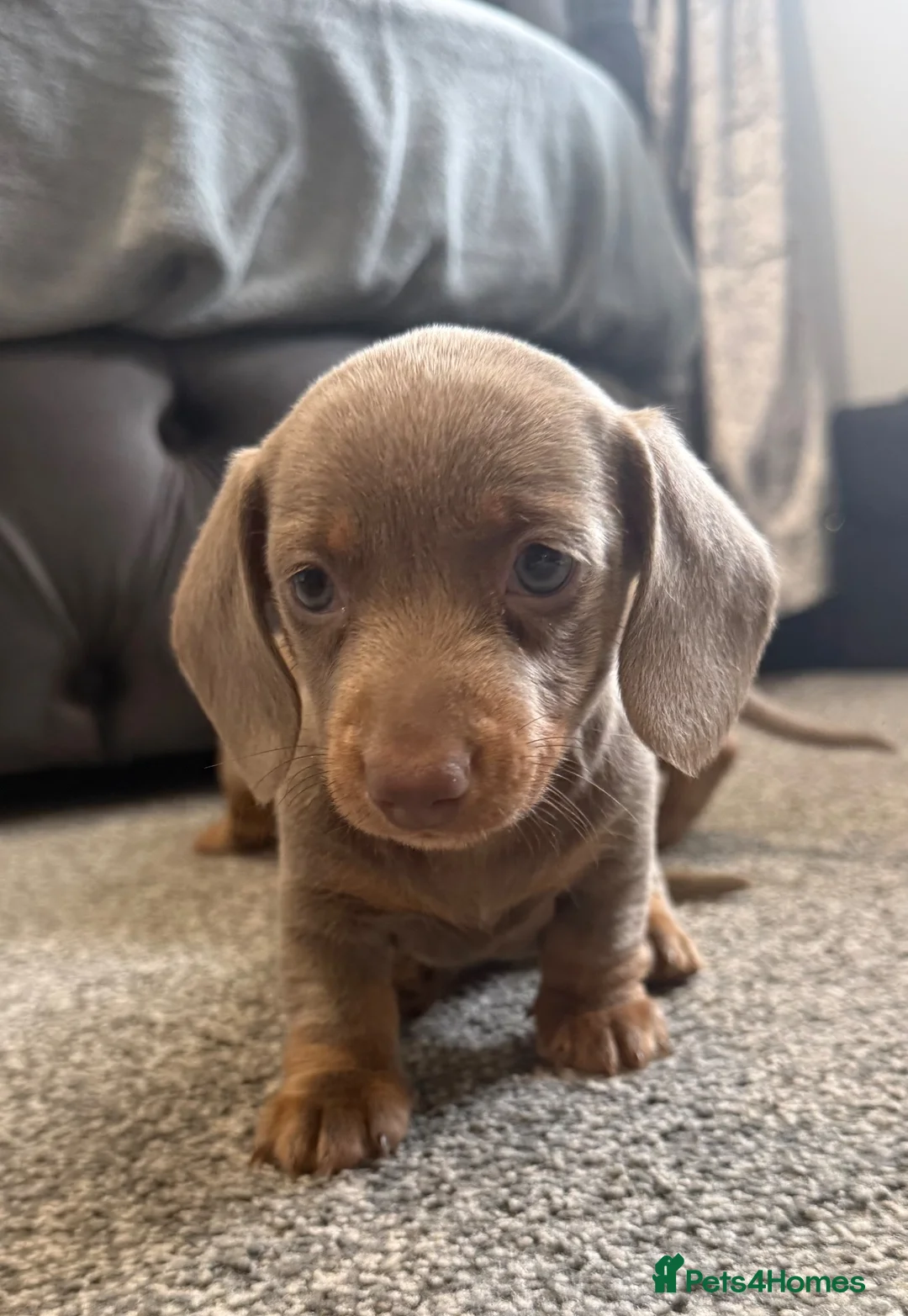 Miniature Dachshund dogs for sale: Miniature dachshund puppies - Advert 2