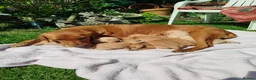 Labrador Retriever dogs for sale: K.C Reg Foxred pups  in Norwich - Advert 1
