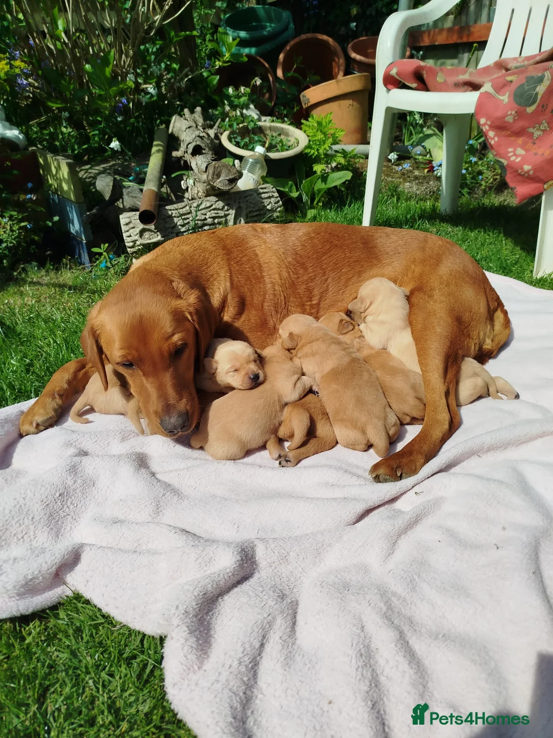 Labrador Retriever dogs for sale: K.C Reg Foxred pups  in Norwich - Advert 1