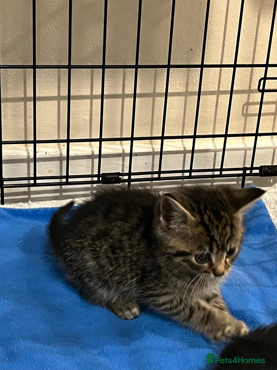 Mixed Breed cats for sale: 5 microchipped 8 week old kittens - Advert 4