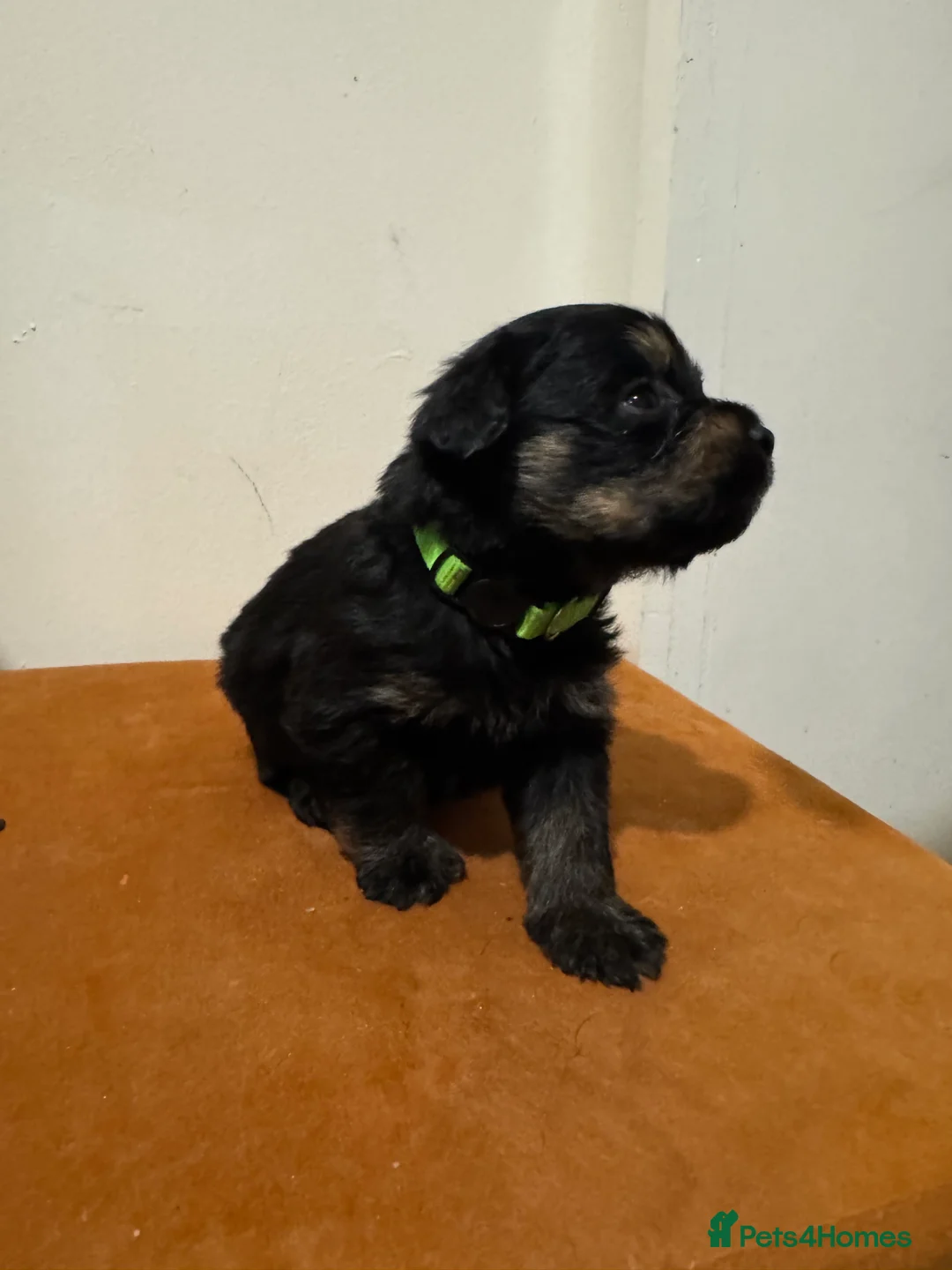 Mixed Breed dogs for sale: Rottweiler cross puppies - Advert 14