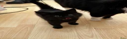 Mixed Breed cats for sale: Gorgeous long haired kittens for sale - Advert 5