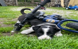 Border Collie dogs for sale: Sheep dog puppy for sale - Image 2
