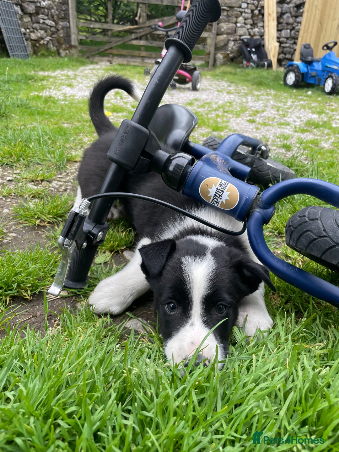 Border Collie dogs for sale: Sheep dog puppy for sale - Image 2