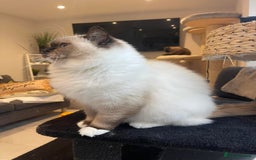 Ragdoll cats for sale: ✨Ragdoll Kittens Available – European Lines ✨ - Image 36