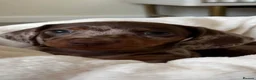 Miniature Dachshund dogs for stud: Chocolate/isabella miniature dachshund  - Advert 6