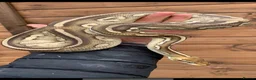 Python Snake reptiles for sale: Ball pythons  - Advert 7