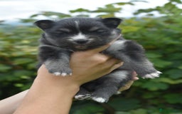Pomsky dogs for sale: Merle Genuine Toy Size  Pomsky Puppies - Image 36