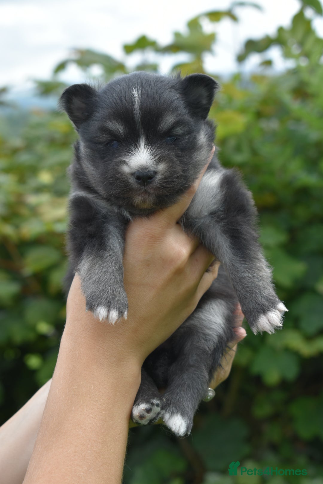 Pomsky dogs for sale: Merle Genuine Toy Size  Pomsky Puppies - Image 36