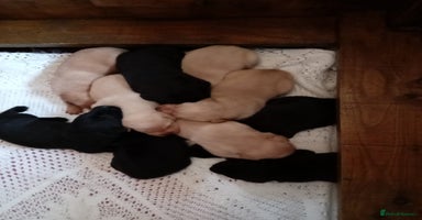 Labrador Retriever dogs - Advert 13